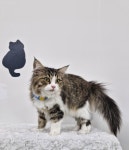 투냥