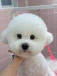 빵그루밍