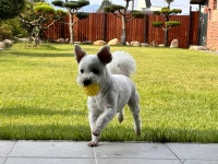 무민네애견돌봄호텔