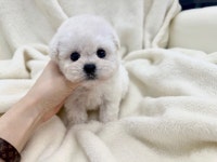 강아지분양 애견분양 퍼피플라워 하남점