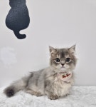 투냥