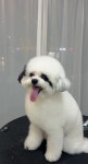 데이즈몽 애견미용샵