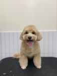 헬로우버디 그루밍센터 분당점