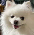 클린피부전문동물병원