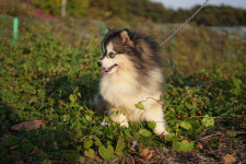 오스카코리아켄넬