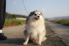 오스카코리아켄넬