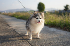 오스카코리아켄넬