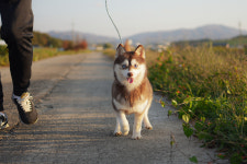 오스카코리아켄넬