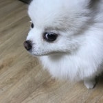 클린피부전문동물병원