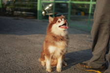 오스카코리아켄넬