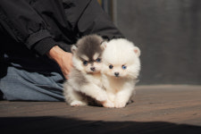 오스카코리아켄넬