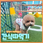 도그유토피아 강아지 유치원