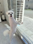 엔조이어블