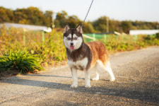 오스카코리아켄넬