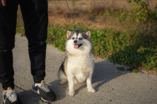 오스카코리아켄넬