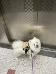 클린피부전문동물병원