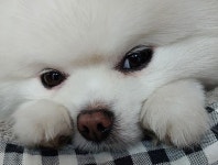 클린피부전문동물병원