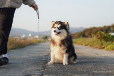오스카코리아켄넬