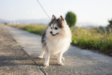 오스카코리아켄넬