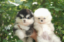 오스카코리아켄넬