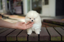 오스카코리아켄넬