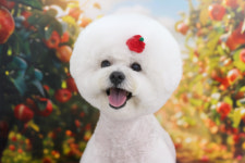 아콩하우스