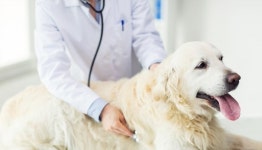 클린피부전문동물병원