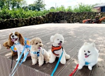 몽블리 펫샵