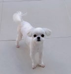 루이비독