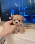 드림독 강아지분양 안심분양센터 잠실점