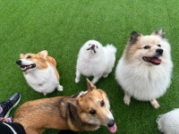 김포 애견호텔 애견유치원 꼬똥이네