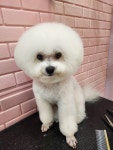 구름이