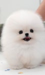미유펫대구 강아지분양고양이분양 도그플러스동물병원