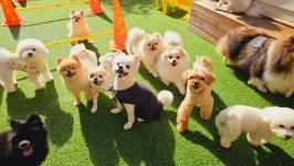 스토리멍 여수애견호텔 애견유치원