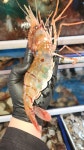 구울래찔래 죽전점