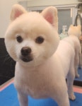 슈독펫살롱