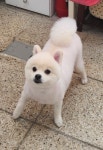 슈독펫살롱