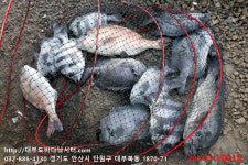 대부도바다낚시터