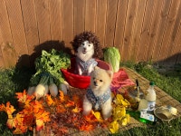 버프독 애견유치원 독피트니스 강아지유치원 버프탕