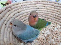 리프패럿 대구점