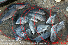 대부도바다낚시터