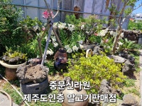 중문신라원 말고기