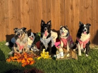 버프독 애견유치원 독피트니스 강아지유치원 버프탕