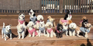 버프독 애견유치원 독피트니스 강아지유치원 버프탕