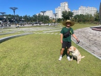 미용하개, 놀다가개