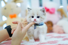 강남고양이분양 스타돌스