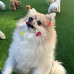 애견유치원&놀이방 미뇽