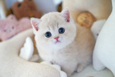 강남고양이분양 스타돌스