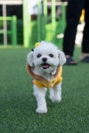 김포 애견호텔 애견유치원 꼬똥이네