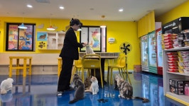 고양이카페 아이캣유